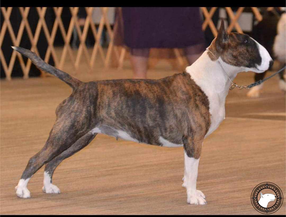 OLD ENGLAND'S HAPPILY EVER AFTER